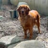 Dark red Golden retriever (female)