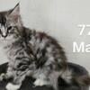 Maine Coon male 776 Mr T