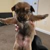Yorkie puppies