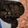 Miniature Schnauzers