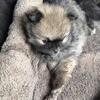 AKC Pomeranian Girls Available in Central Michigan