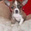 Brindle Chihuahua - Tollesboro KY