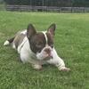 Bully for rehome