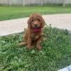 Red Mini Goldendoodle puppies