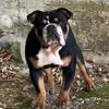AKC English Bulldog