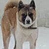 American Akita Stud for sell