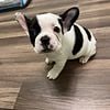 AKC Registered champion bloodline French Bulldog puppies