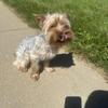 Yorkie