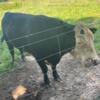 Black Baldy Herefords