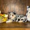 Australian shepherd puppies