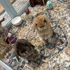 Holland Lop Bunnies for sale