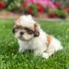 Cute little Shih Tzu Puppy - AKC Registered - Zaina (Born 6/5/24)