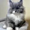 Maine coon kittens available