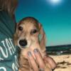 Miniature dachshund fawn / cream black spot dapple boy, CKC registered