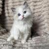 RAGDOLL KITTENS