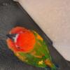 Young Sun Conures, Hand feed and tamed