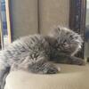 Persian Female Kitten