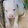 Purebred Pitbull pup