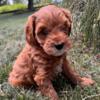 Cavapoo Puppy Bentley for Sale - No Puppy Mill