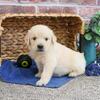 Golden Puppy - Gilbert
