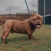 Two year old male bully for sale