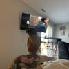 Yellow sided conure / Parrot