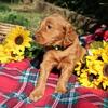 Irish Goldendoodle Puppies 🐾❤️
