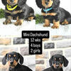 Miniature Dachshund ready!!