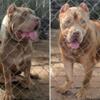 American xl bullies pups are on the way