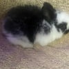 English Angora kits for sale