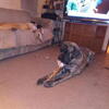 Akc Mastiff for Stud Service $500