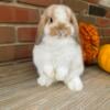 Broken Fox Holland Lop Doe