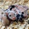 KuneKune Piglets - reserving quickly