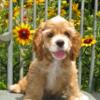 COCKER SPANIEL AKC RED FEMALE PUPPY