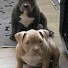 Bully females