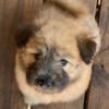 Beautiful Chowdoodle puppies.  certificate and health warranty