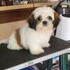 Shih-Tuz puppy Female !!REDUCED 