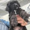 Male chocolate Toy party poodle PENDING