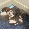 PRICE REDUCED American Bully x American Pitbull Terrier Puppies