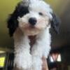 10 week old Miniature poodle