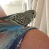 Baby Handfed English budgie parakeets