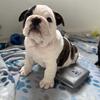 🌟AKC Champion Sired Bulldog puppies! 🌟
