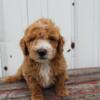 Mini Goldendoodles Well Socialized