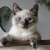 TICA registered, Seal Point tortie, non-standard, minuet kitten