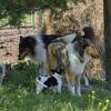Rough Collie