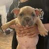 American Bully Puppies for sale