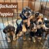 Jackabee (Beagle Jack Russell) Puppies For Sale