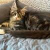 Maine Coon kittens AVAILABLE ready to go to their new homes!