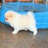 CKC Pomeranian: WOODY