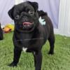 Brittany - Black Pug - Expected to be aprox 12lbs - Puppy Vaccines Completed!